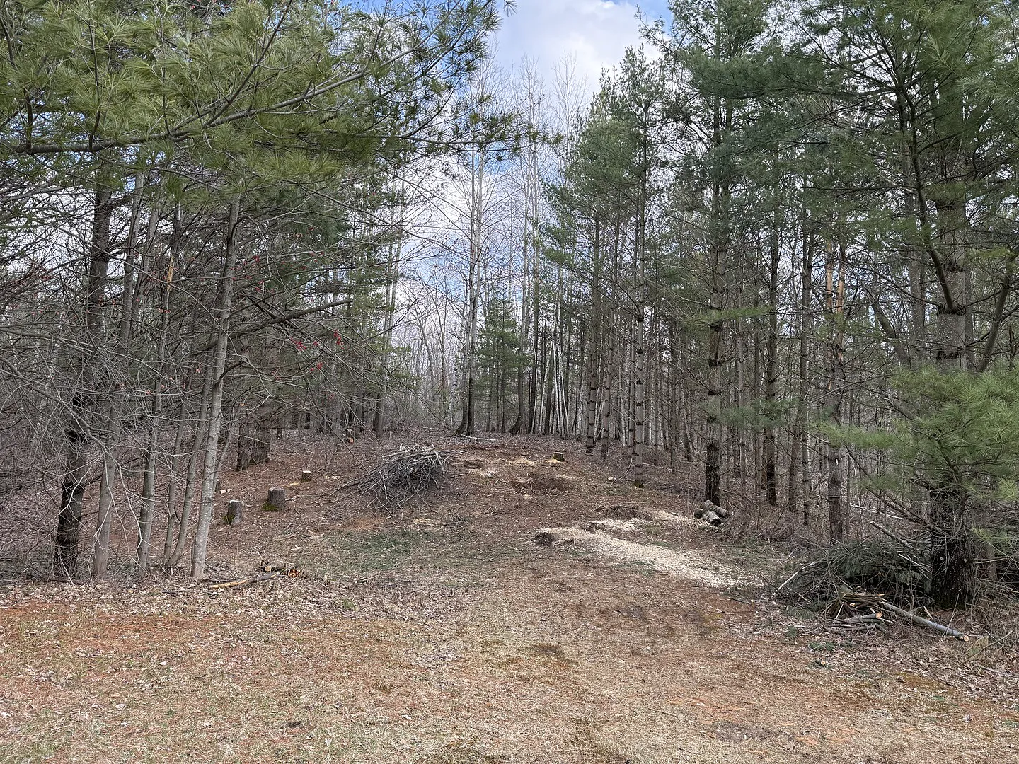 Clearing some land to move